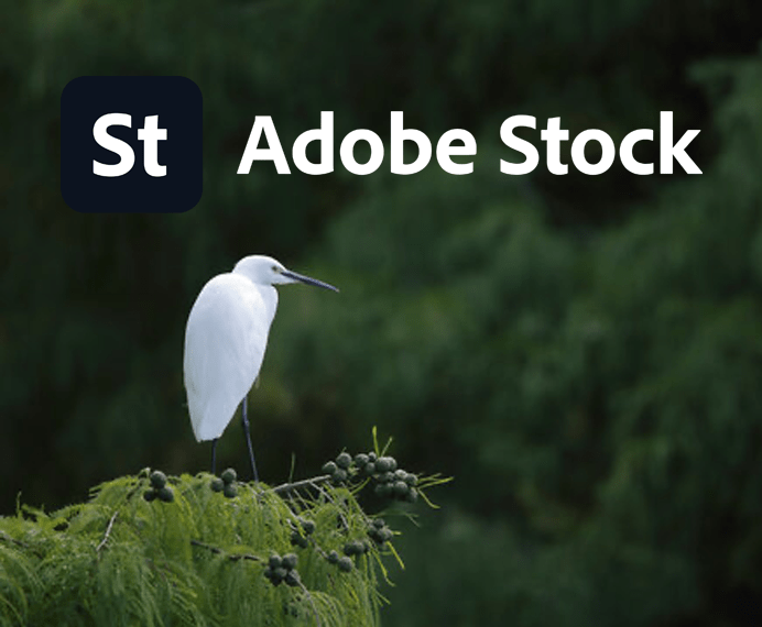 Adobe Stock