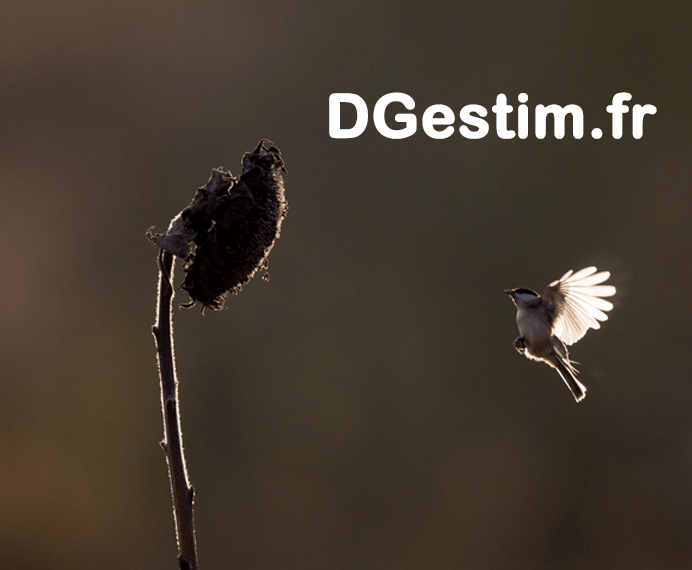 DGestim.fr